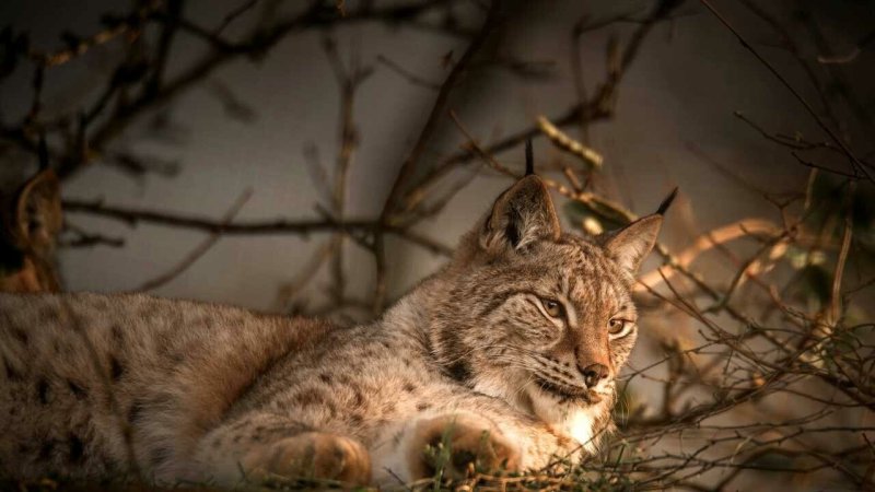 Туркестанская Рысь