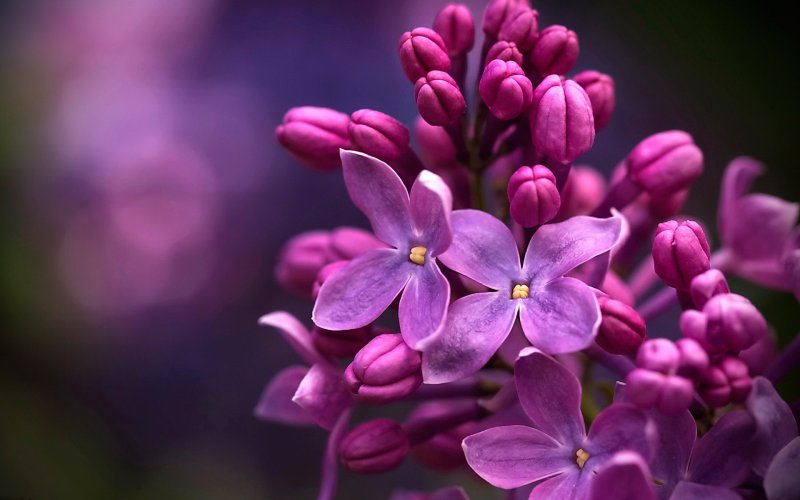 Сирень пятилистник