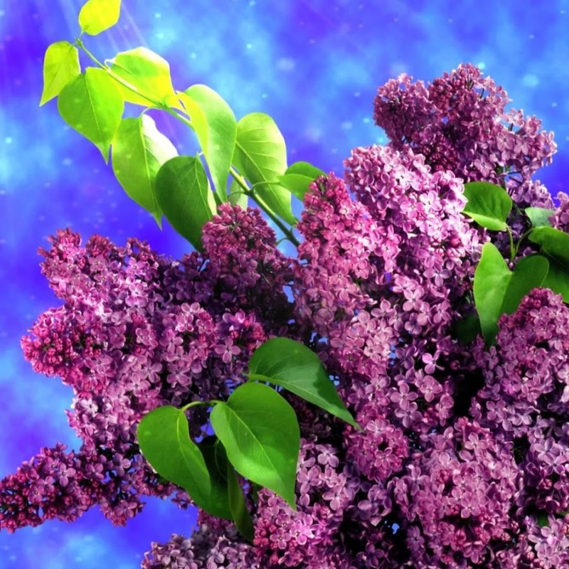 Цветущая сирень