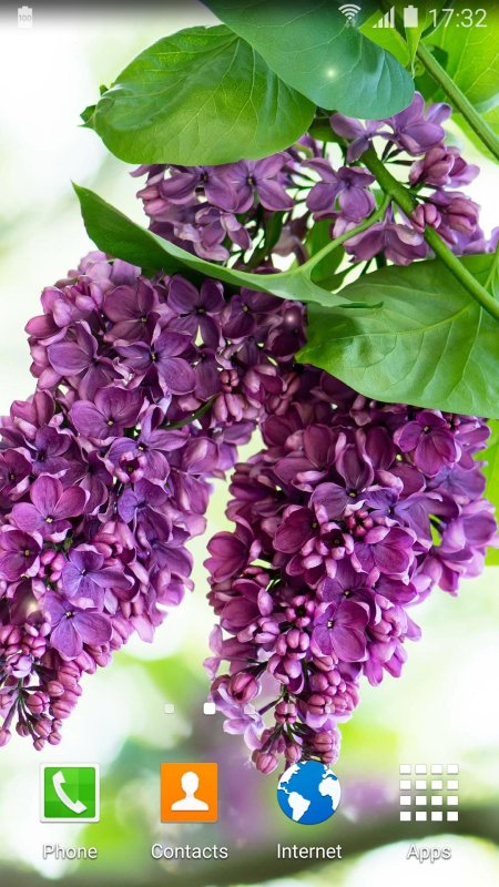 Цветы сирени