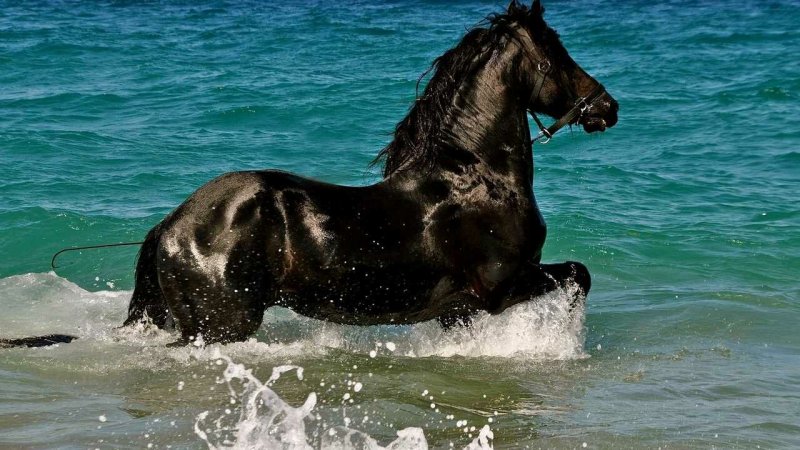 Очень красивые лошади