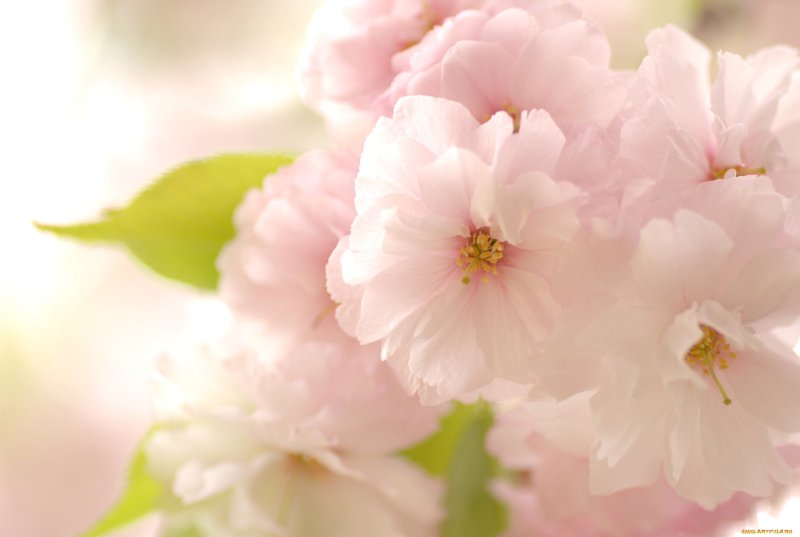 Нежные цветочки