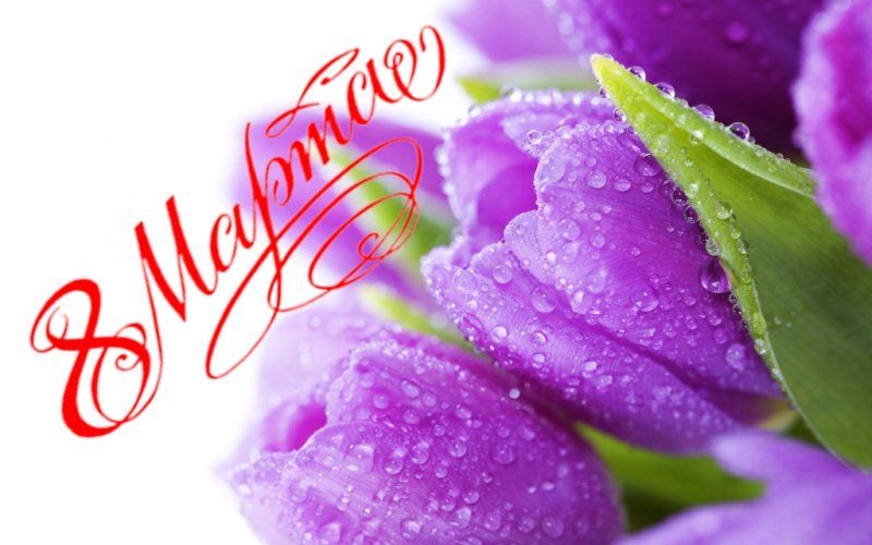 Сиреневые цветы