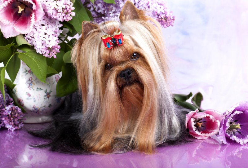 Йоркширский терьер ши тцу