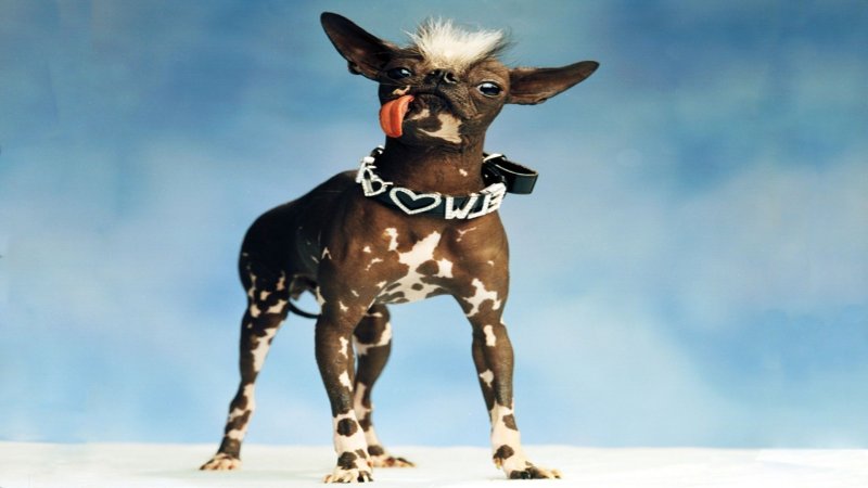 Веселая собака