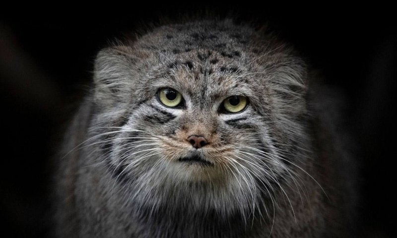 Тибетский Манул