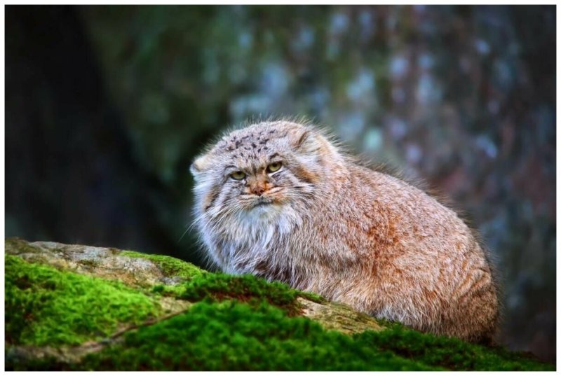 Тибетский Манул