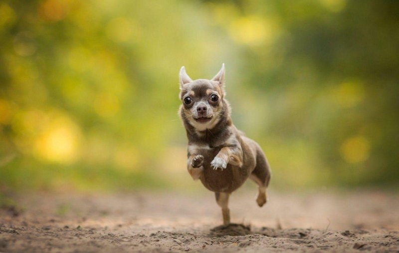 Собака чихуахуа Дикая