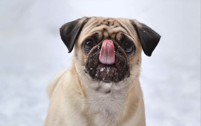 Смешные мопсы