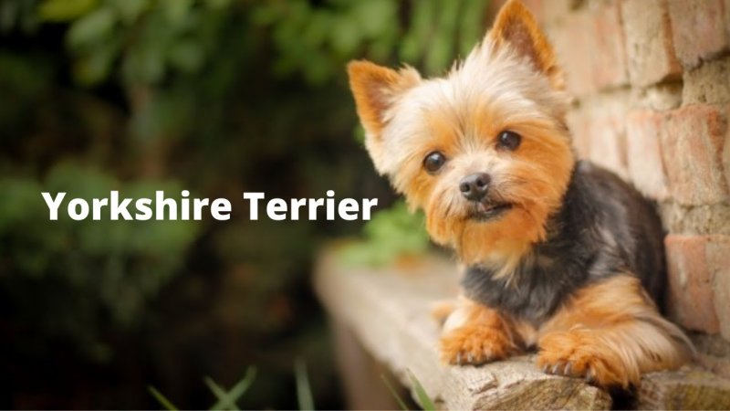 Йоркширский терьер со щенками