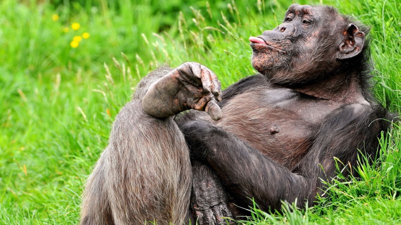 Смешные обои на рабочий стол