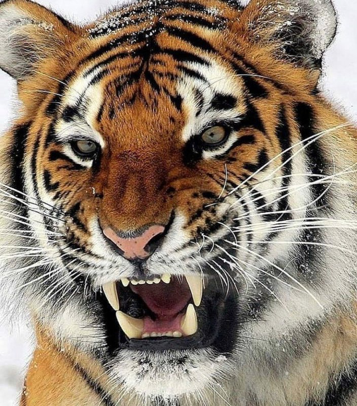 Красивый тигр