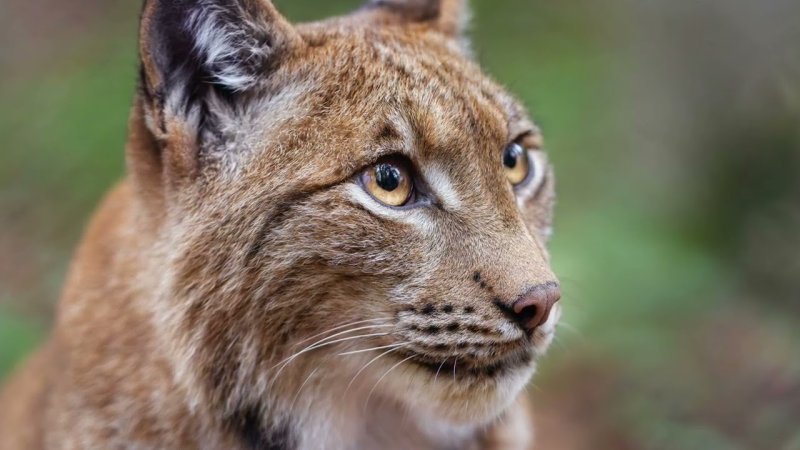 Рысь мордочка