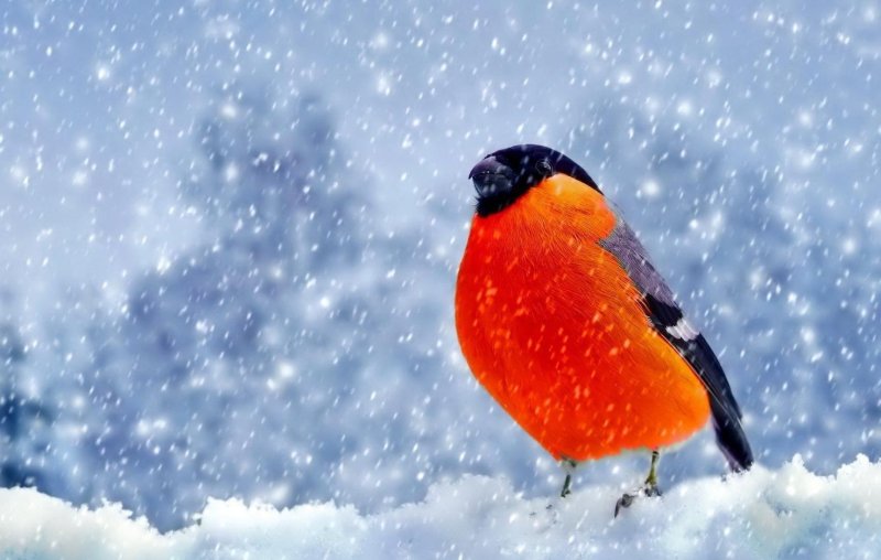 Зима на рабочий стол