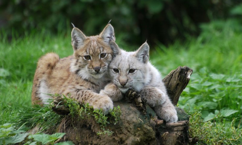 Рысь с рысятами