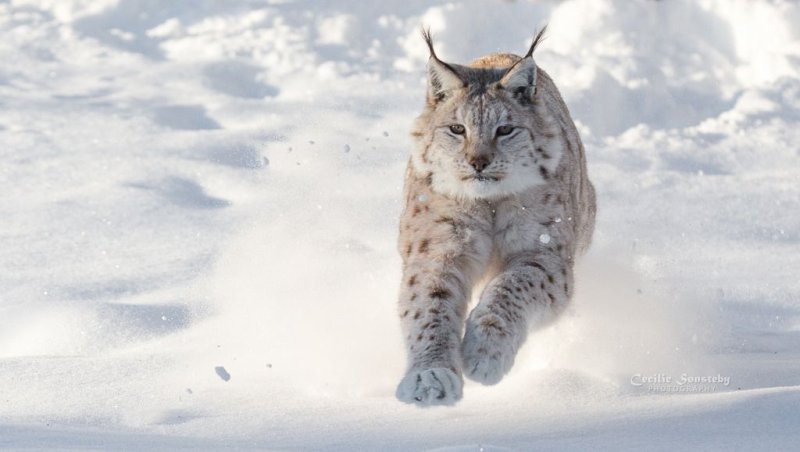 Канадская Рысь Бобкэт