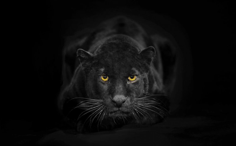 Пантера это черный леопард