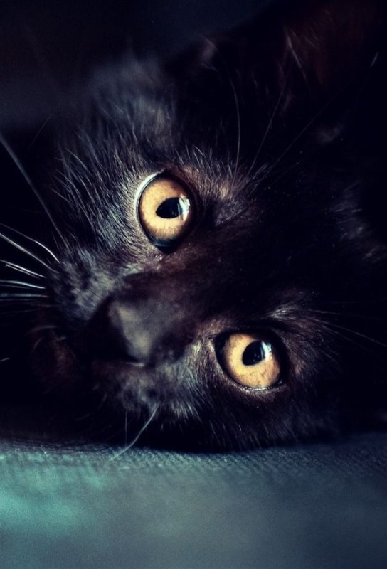 Красивая черная кошка