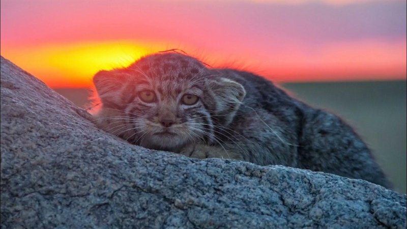 Кот Манул в дикой природе