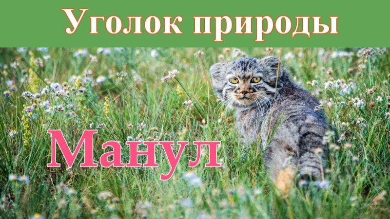 Сибирский дикий кот Манул