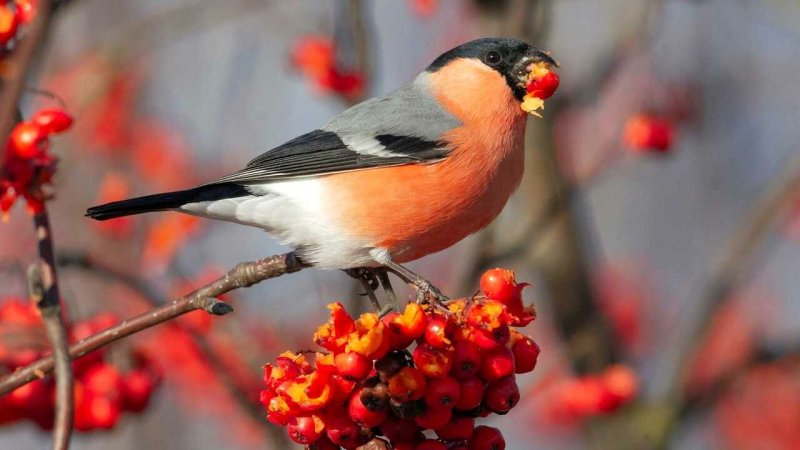 Снегири на рябине