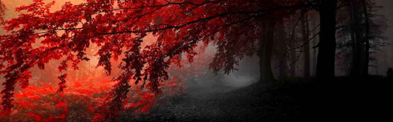 Заставка лес