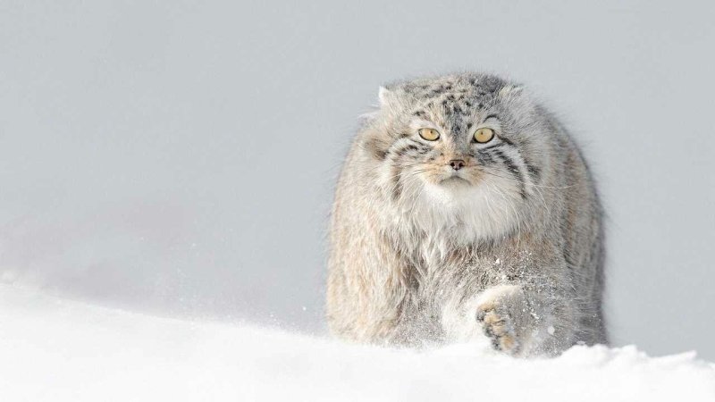 Тибетский Манул