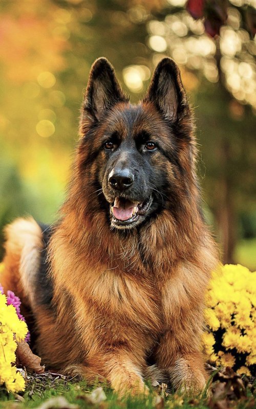 Гарафийская овчарка