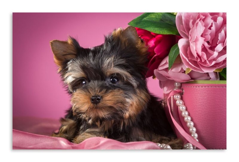 Шокомерле Йоркширский терьер