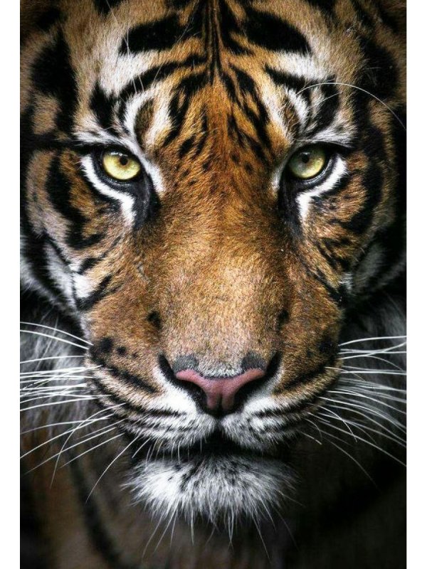 Тигр на заставку смартфона