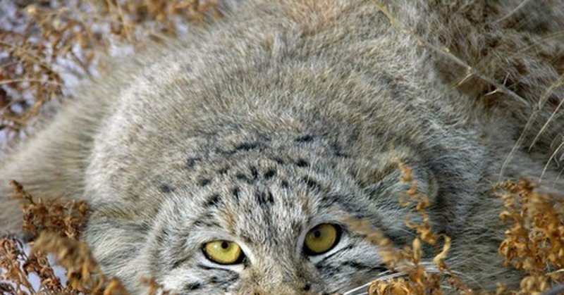 Манул Забайкальский