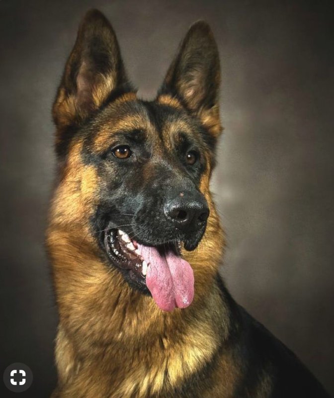 Баварская овчарка Shepherd