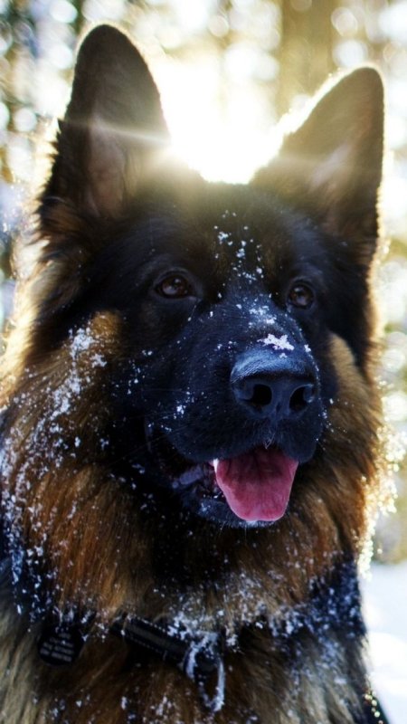 Красивая овчарка