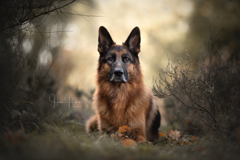 German Shepherd немецкая овчарка