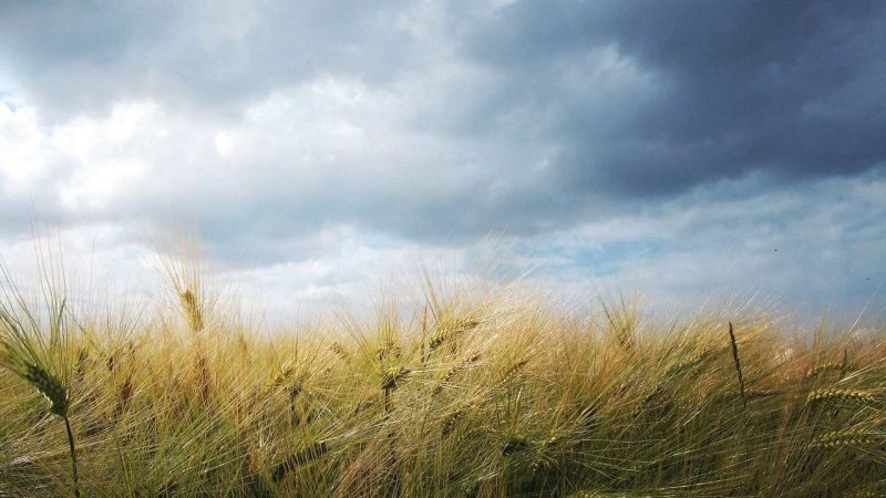 Ветер в поле