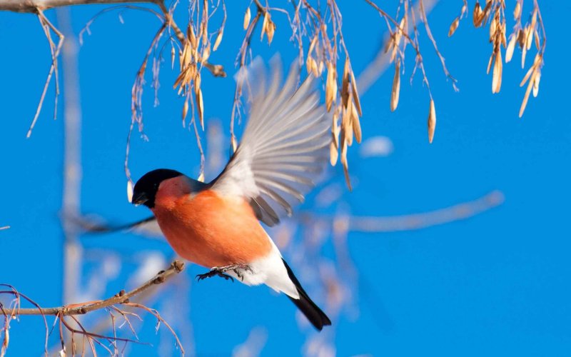 Снегири зимой