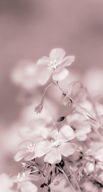 Нежный цветок