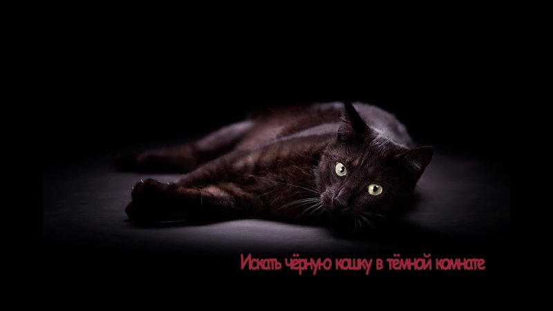 Черные коты