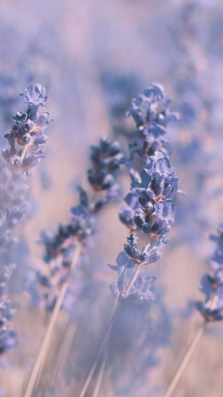 Обои на телефон Прованс