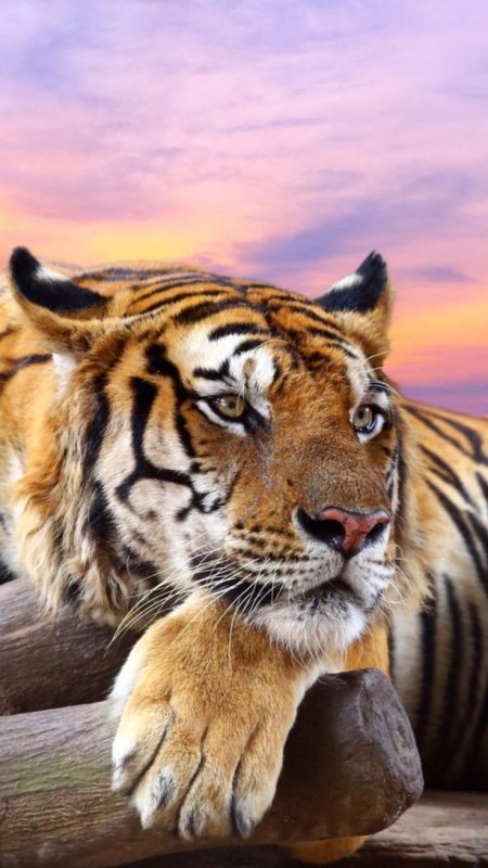 Красивый тигр