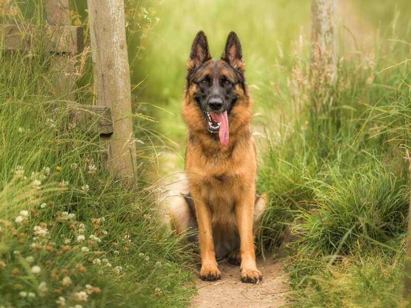 Баварская овчарка Shepherd