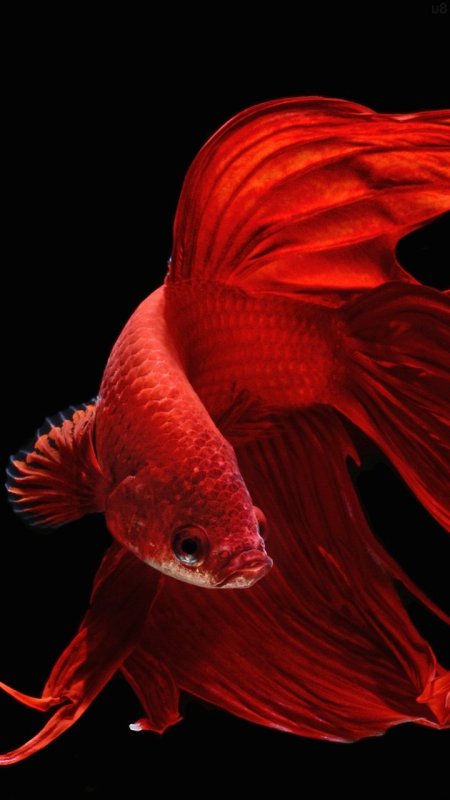 Красные аквариумные рыбки