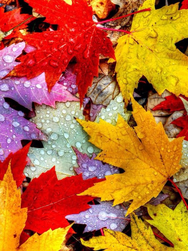 Разноцветные листья