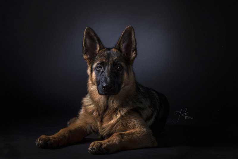 Бельгийская овчарка k9