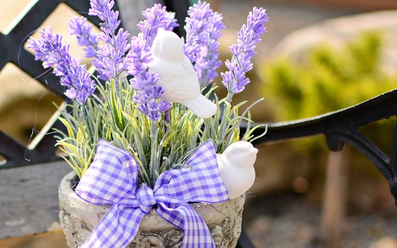 Цветы "Лаванда Горная"