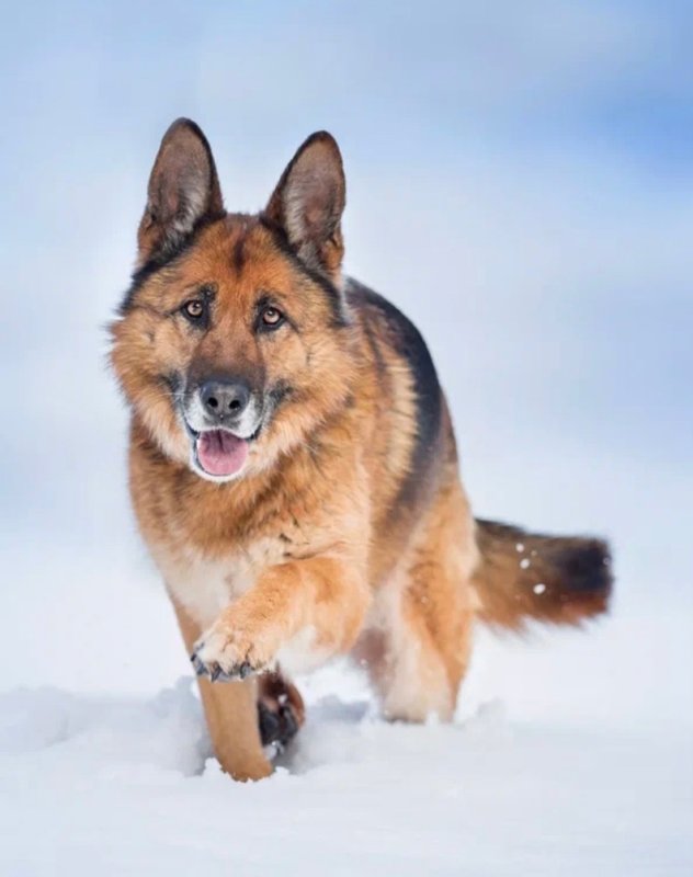 Собака немецкая овчарка