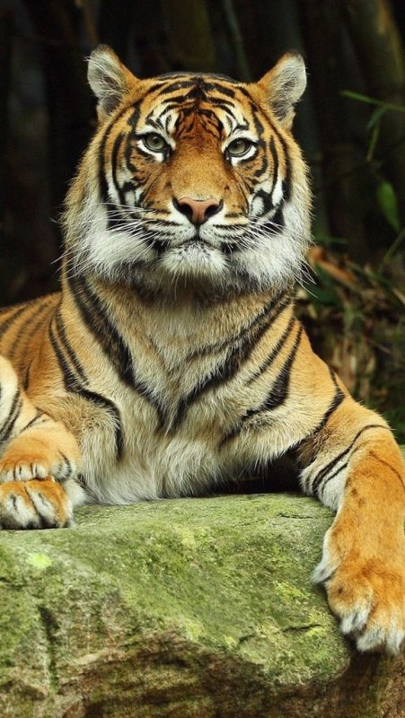 Классные тигры