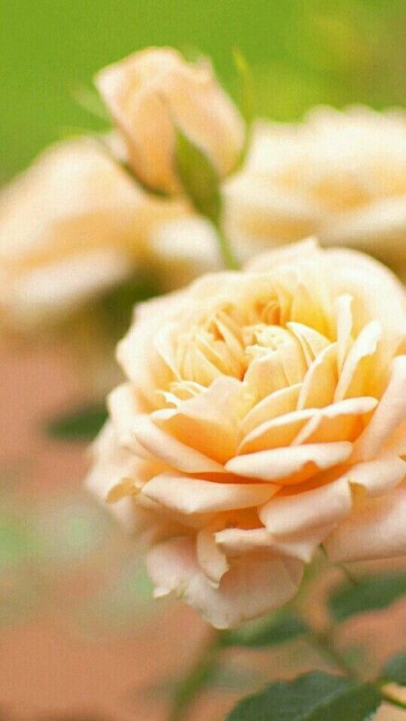 Бежевые розы