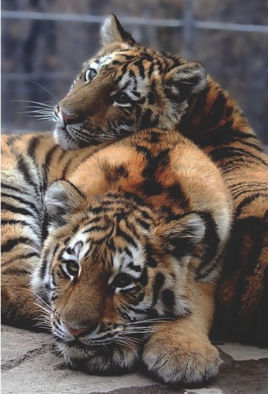 Красивый тигр