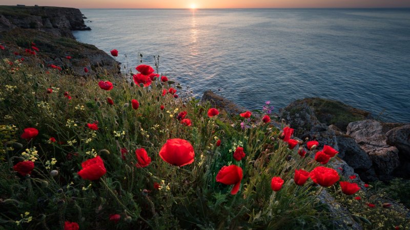 Черное море растения маковые